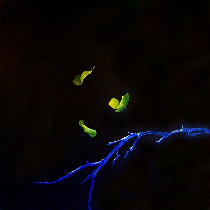 Portfolio-Surreal-Metamorphosis-2