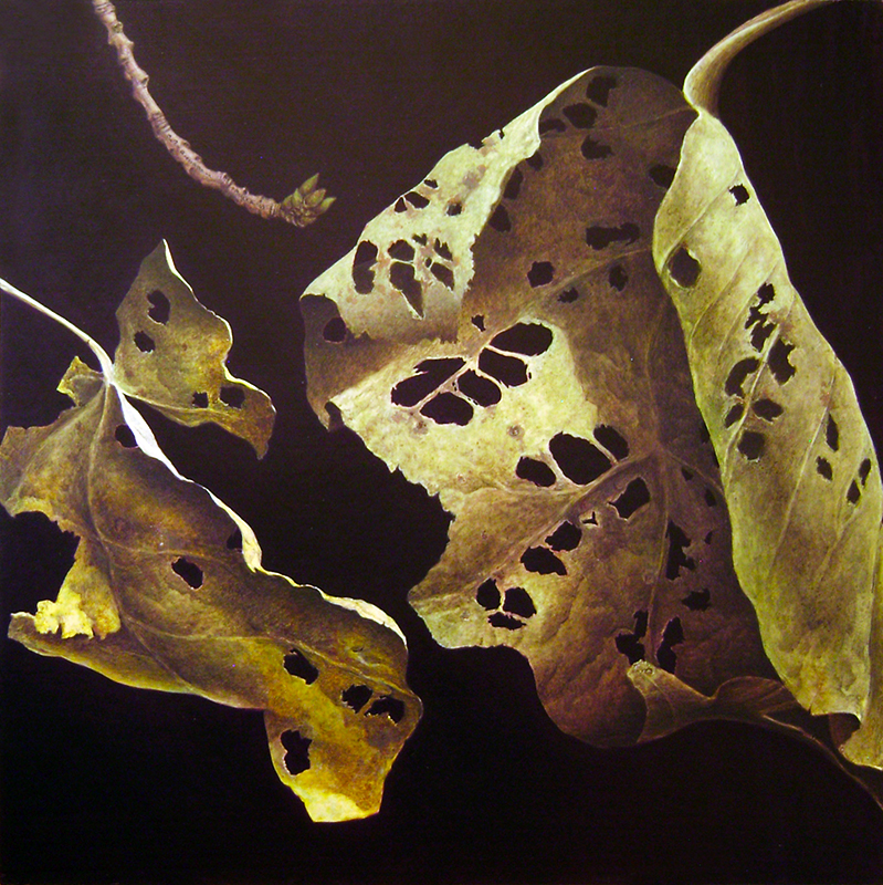 Portfolio-Surreal-Leaf-Decomposition