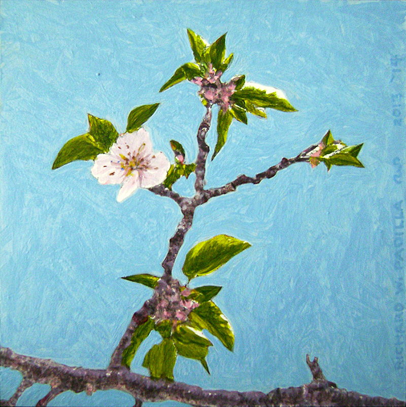 Apricot-Blossom