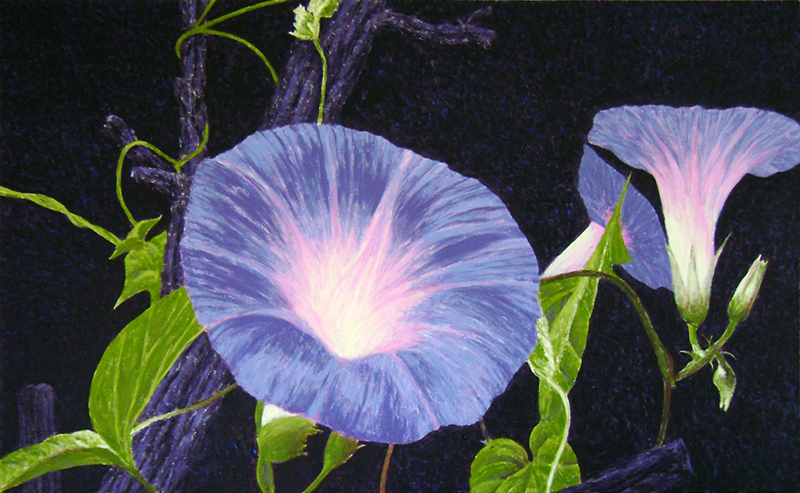 Morning-Glories